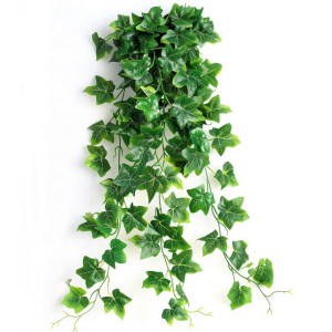 a plant with green leaves on a white background